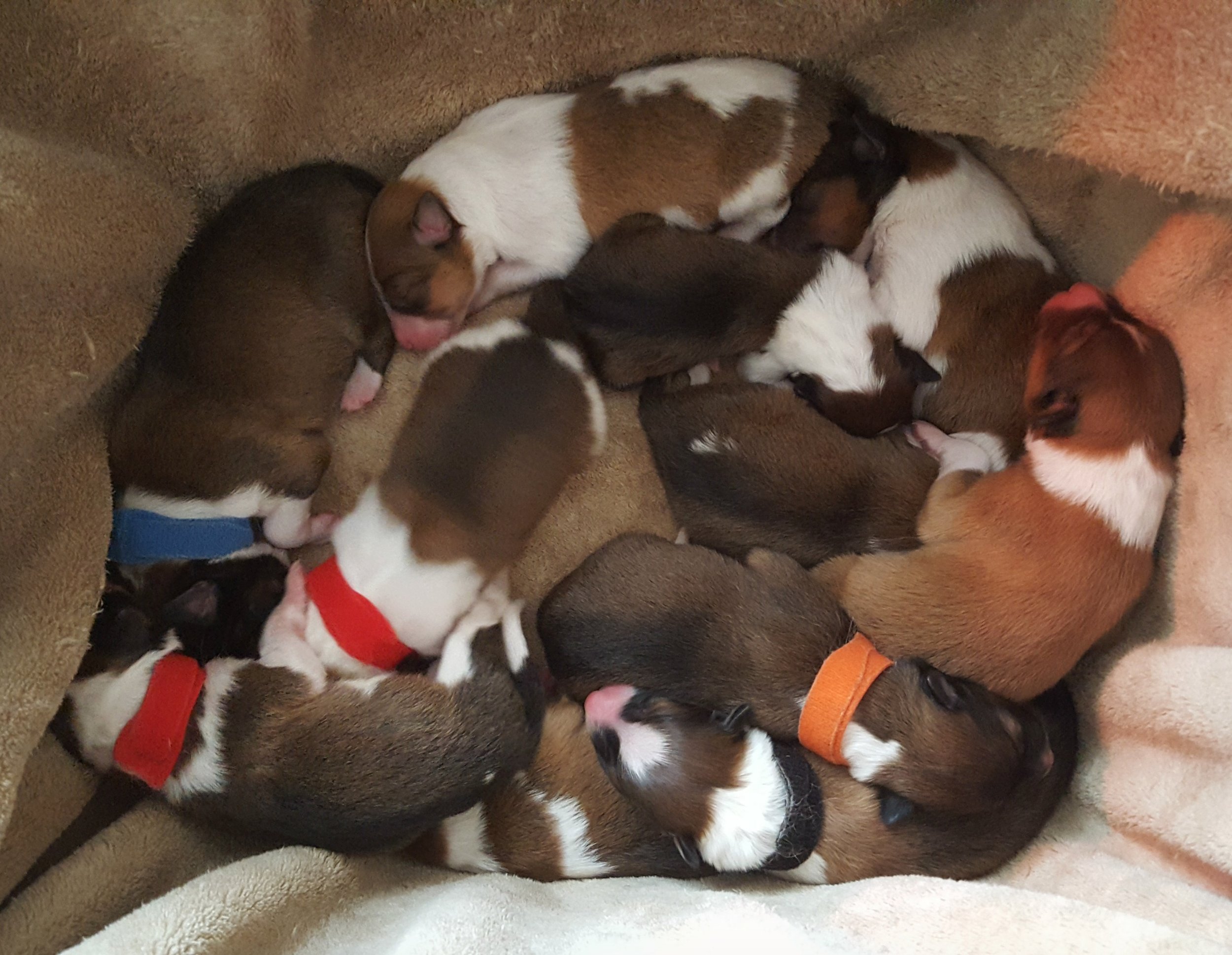 basket of puppies day old.jpg