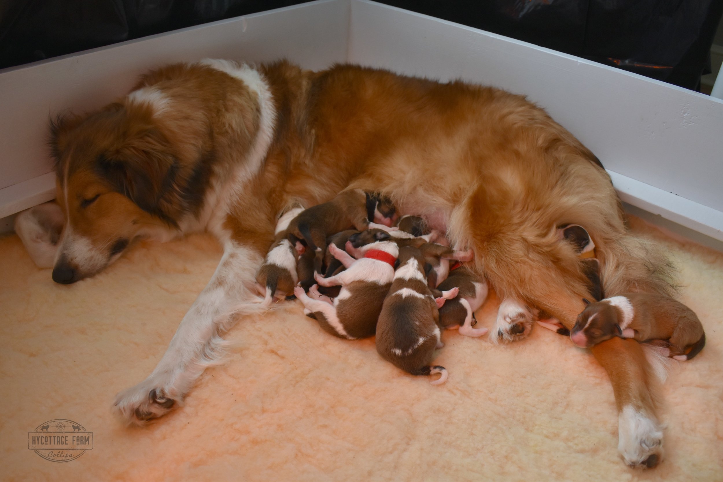 Willow sleeping with puppies.jpg