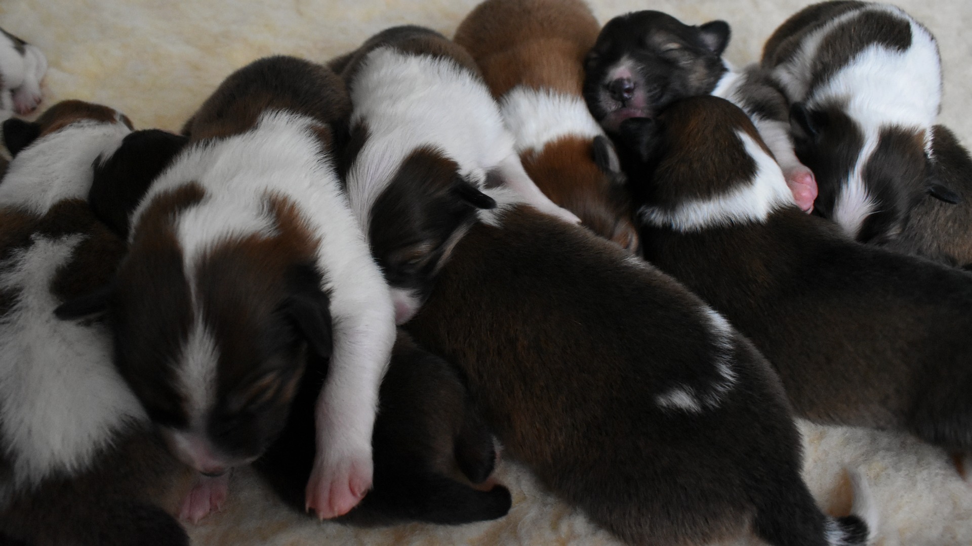 Puppy pile 1.jpg