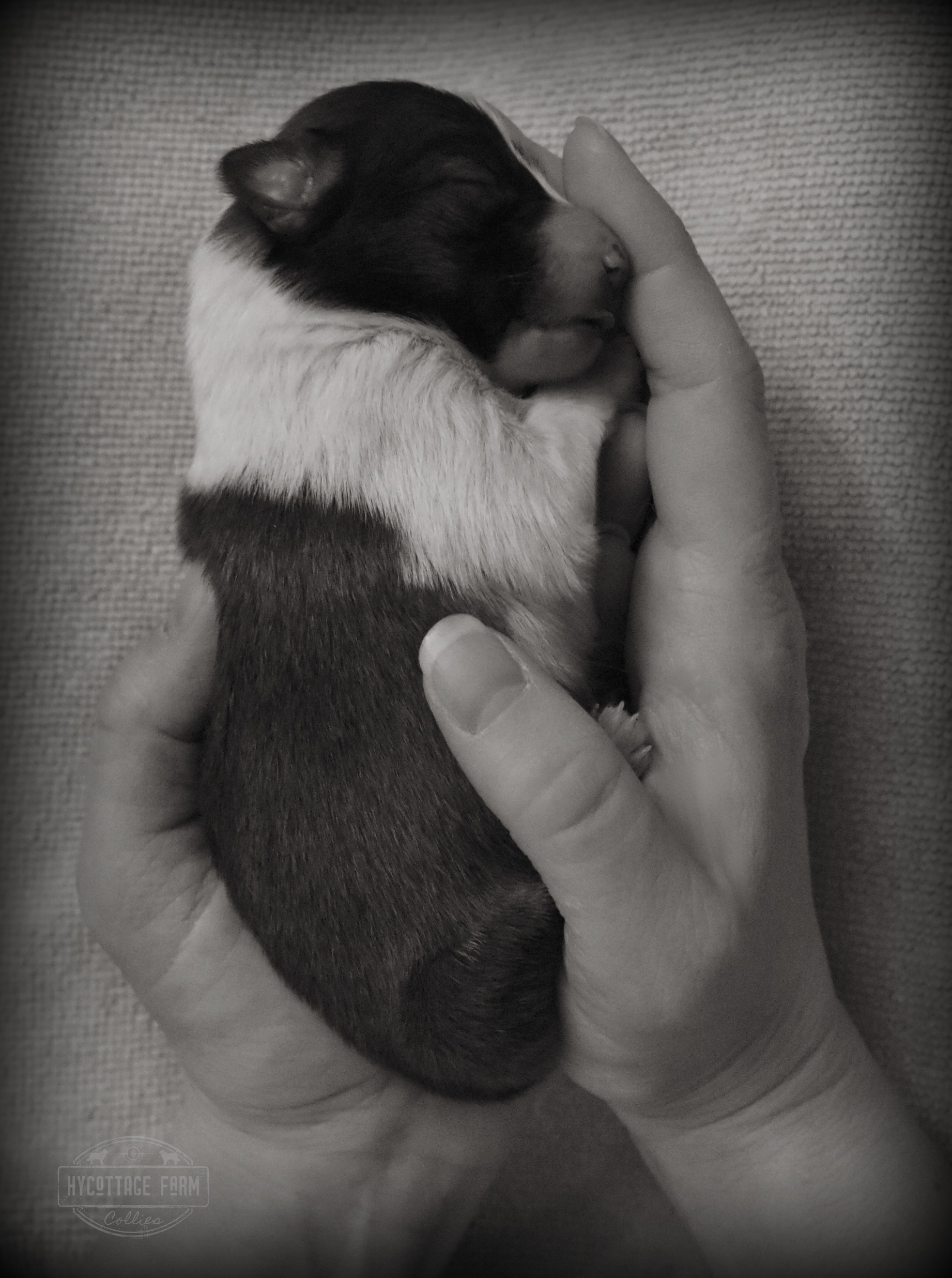Tiny puppy in hands.jpg