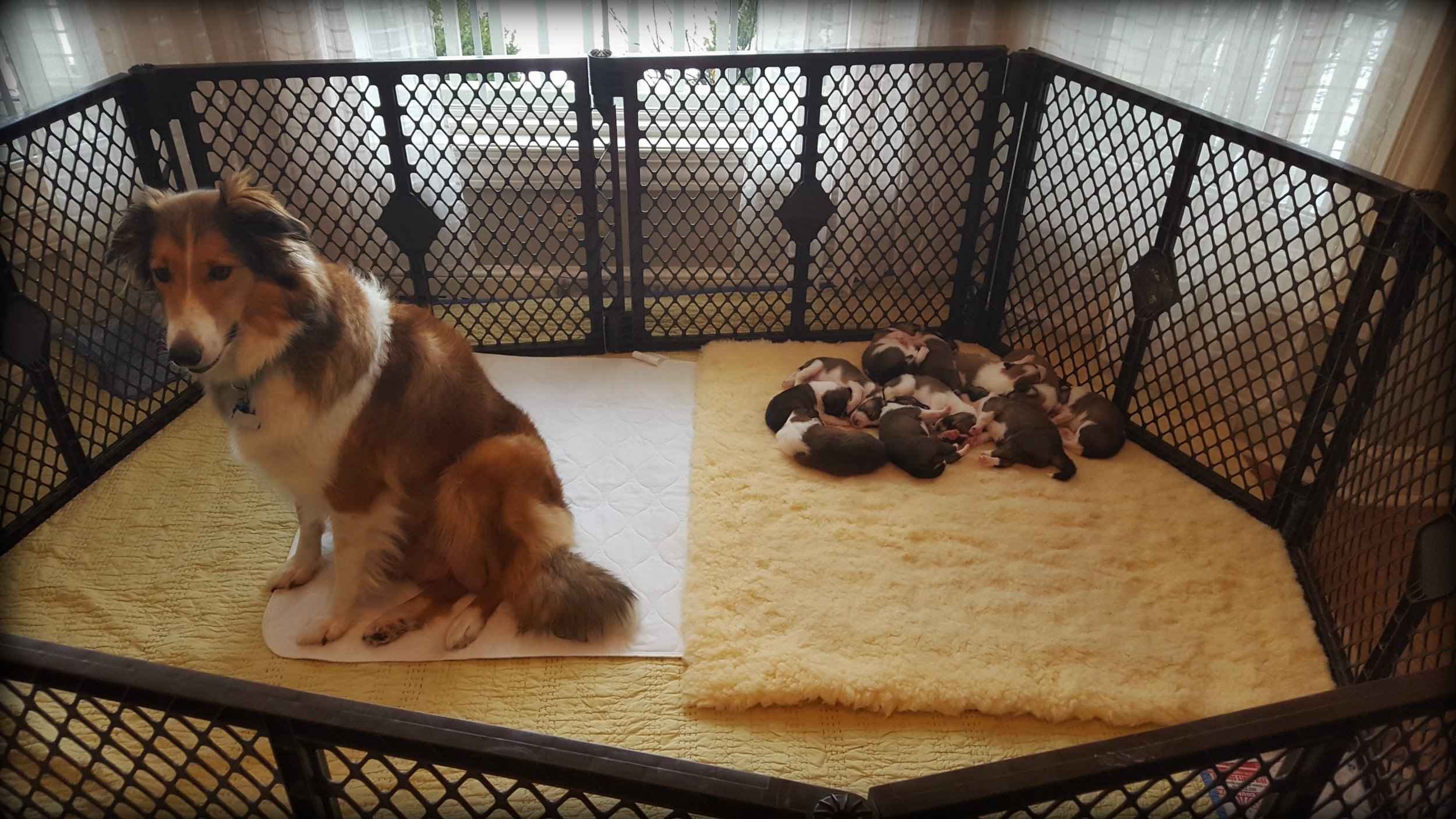 expanded puppy pen.jpg