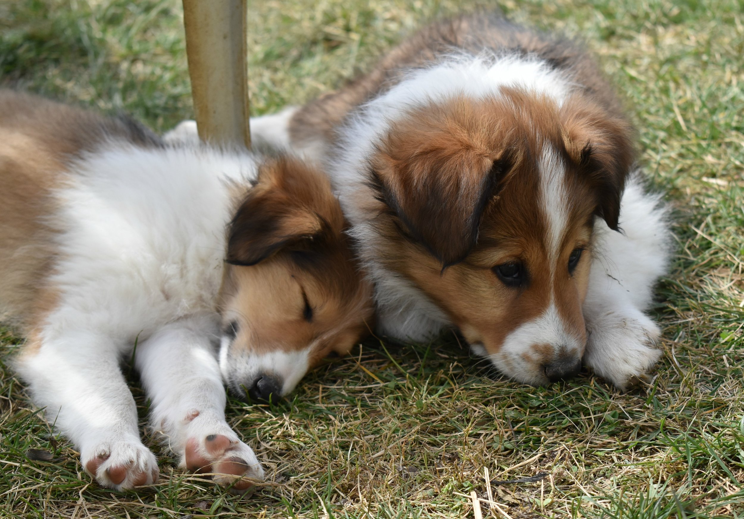 Juneau and Bennett 8wks.jpg