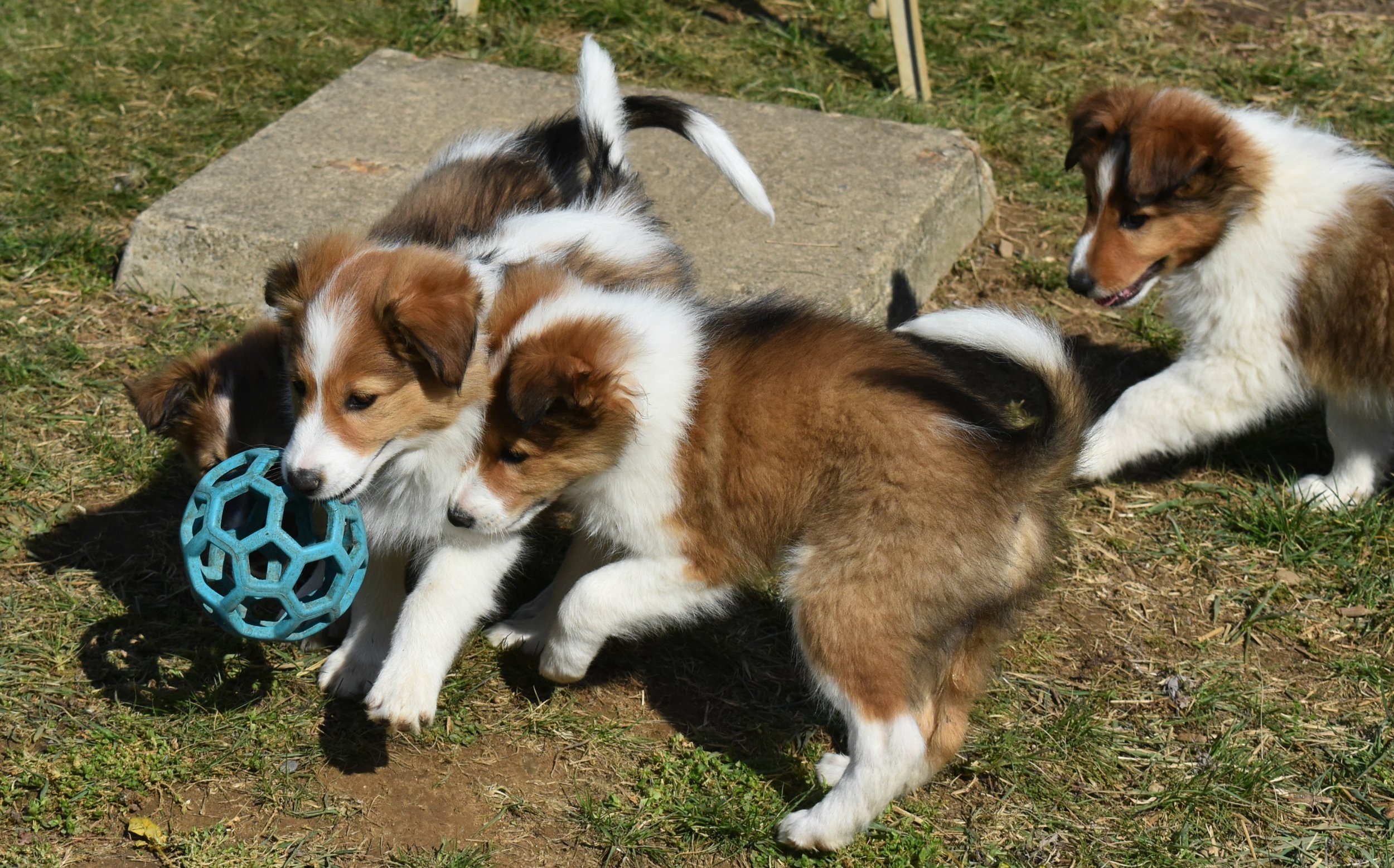 PUppies with ball 8wks.jpg