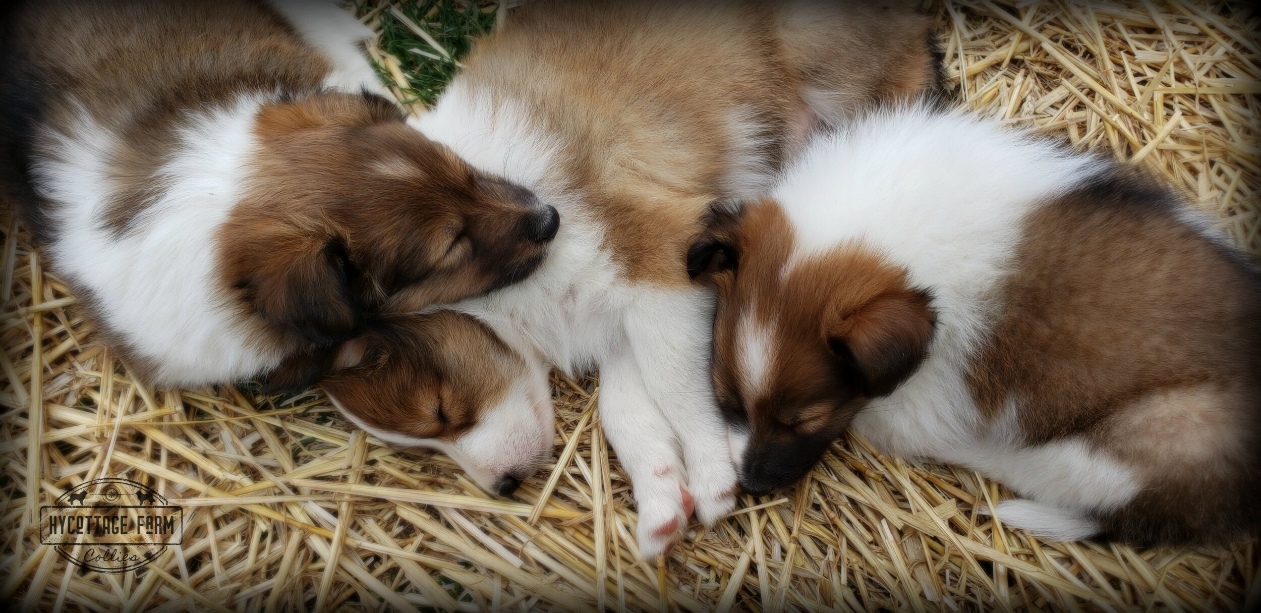 Puppies sleeping in straw.jpg