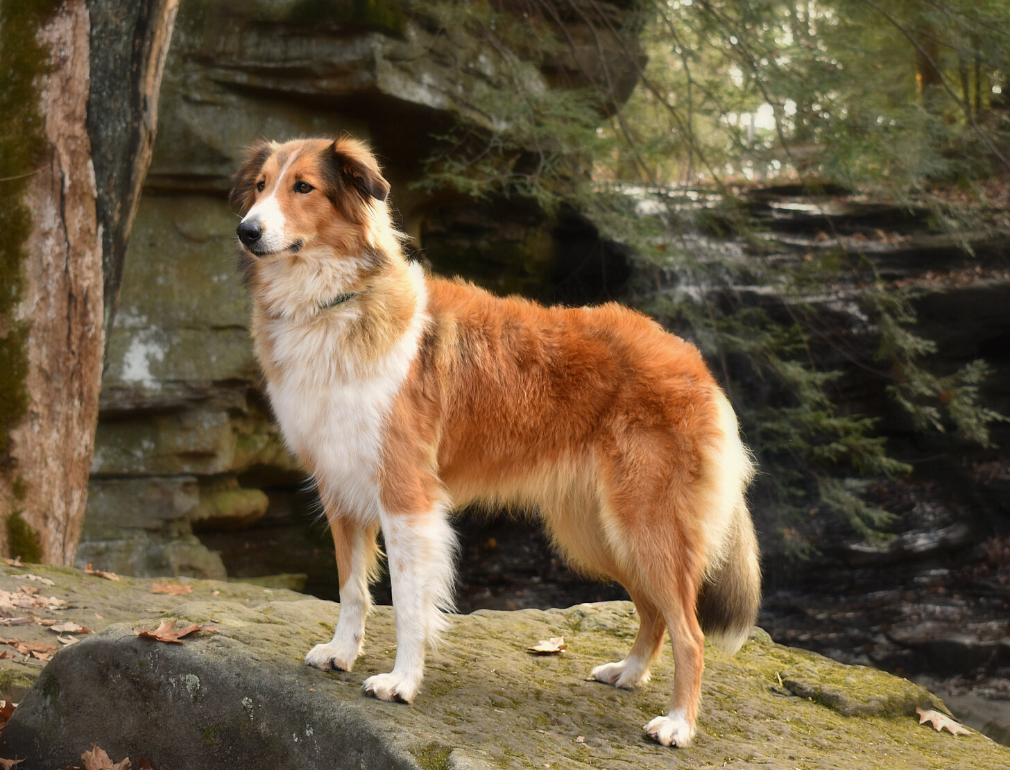 Hycottage Farm Scotch Collies — Hycottage Farm