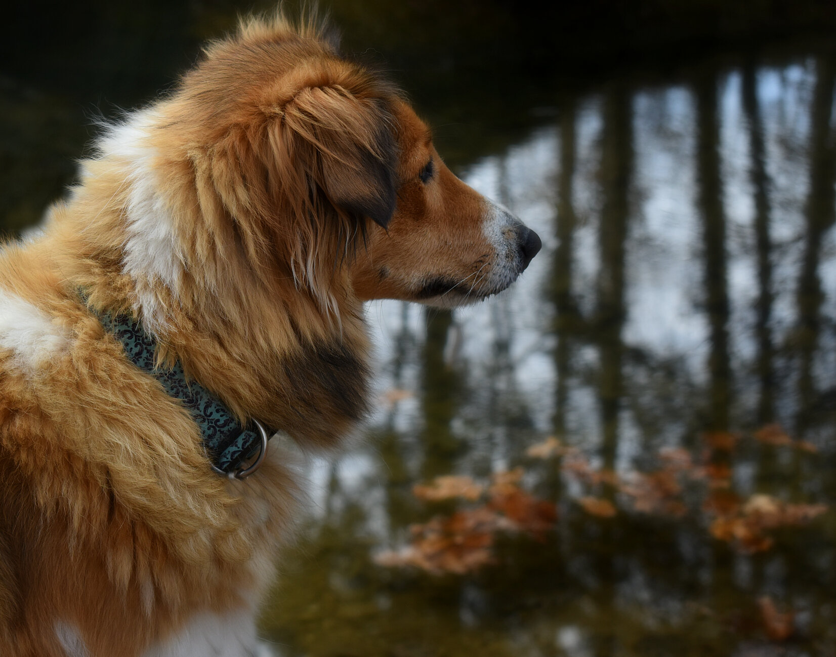 Willow profile portrait water.jpg