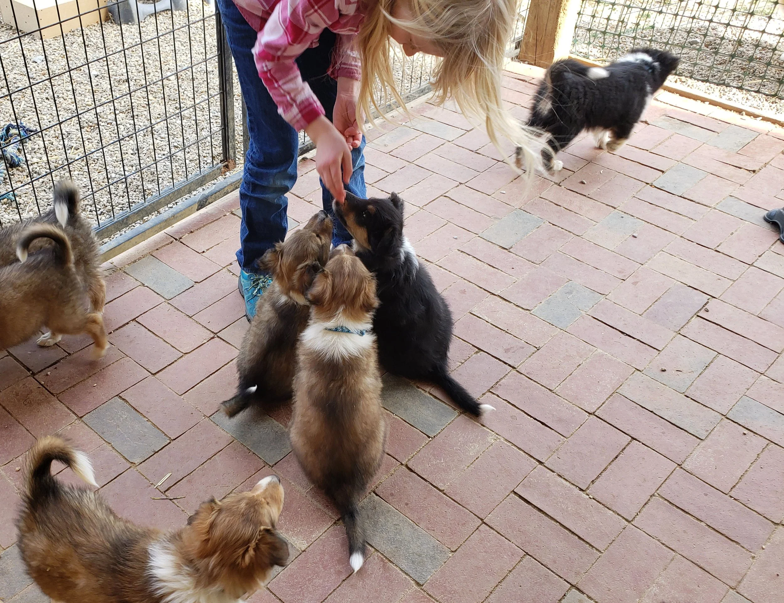 Enrichment with Puppy Culture — Hycottage Farm