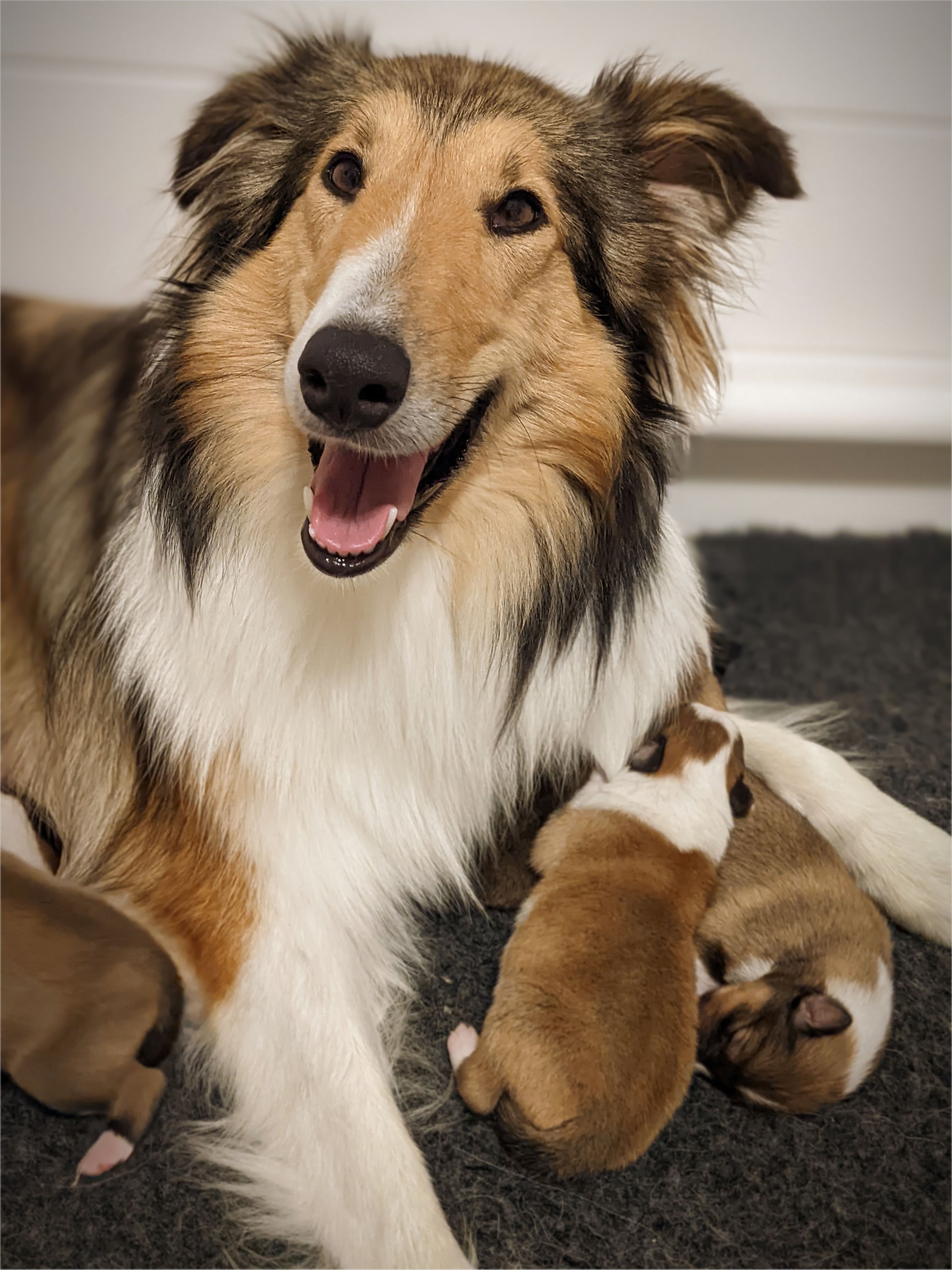 Cricket with puppies week 2 copy.jpg