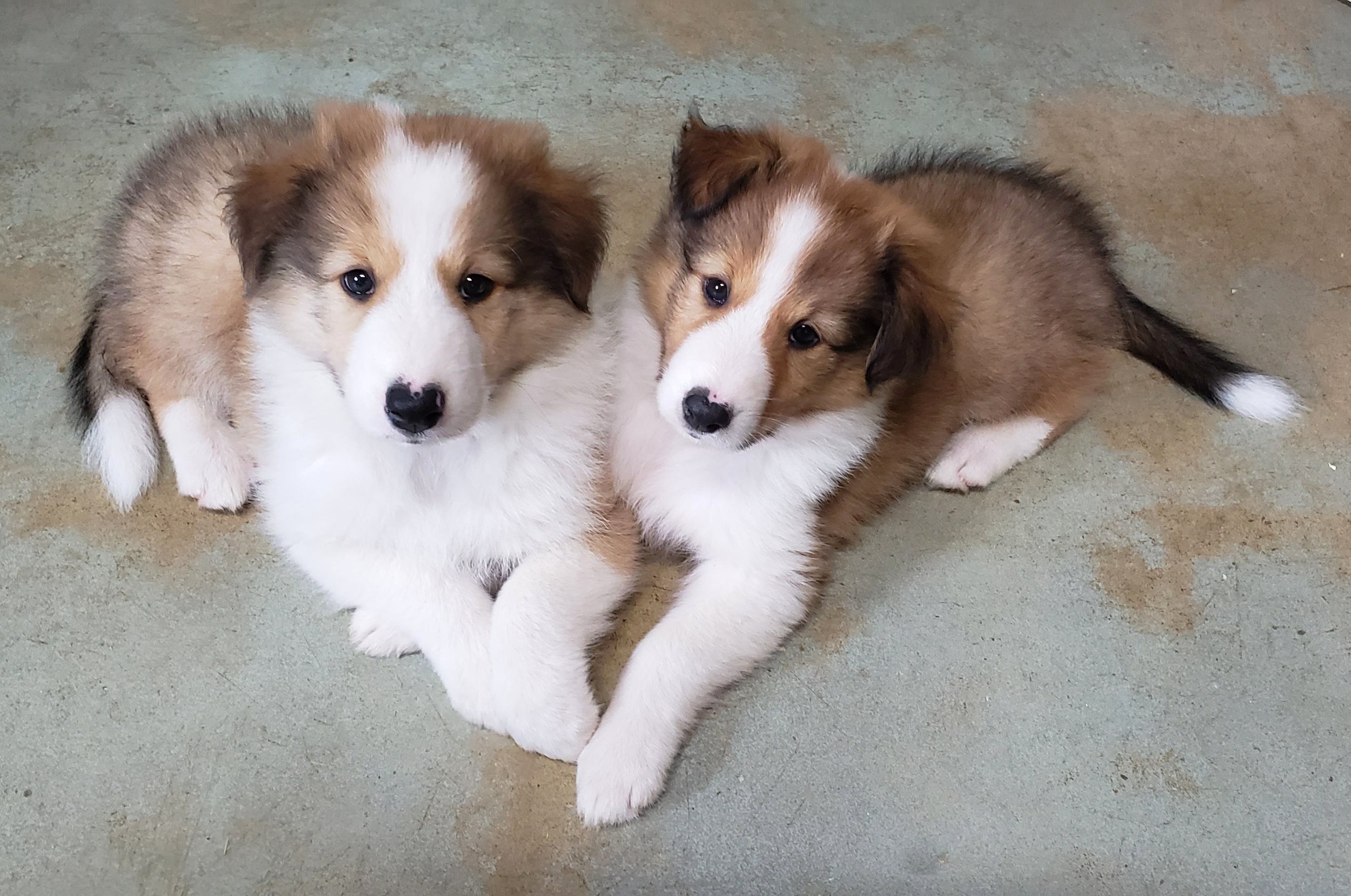 Bobbie and Marjorie 6 weeks.jpg