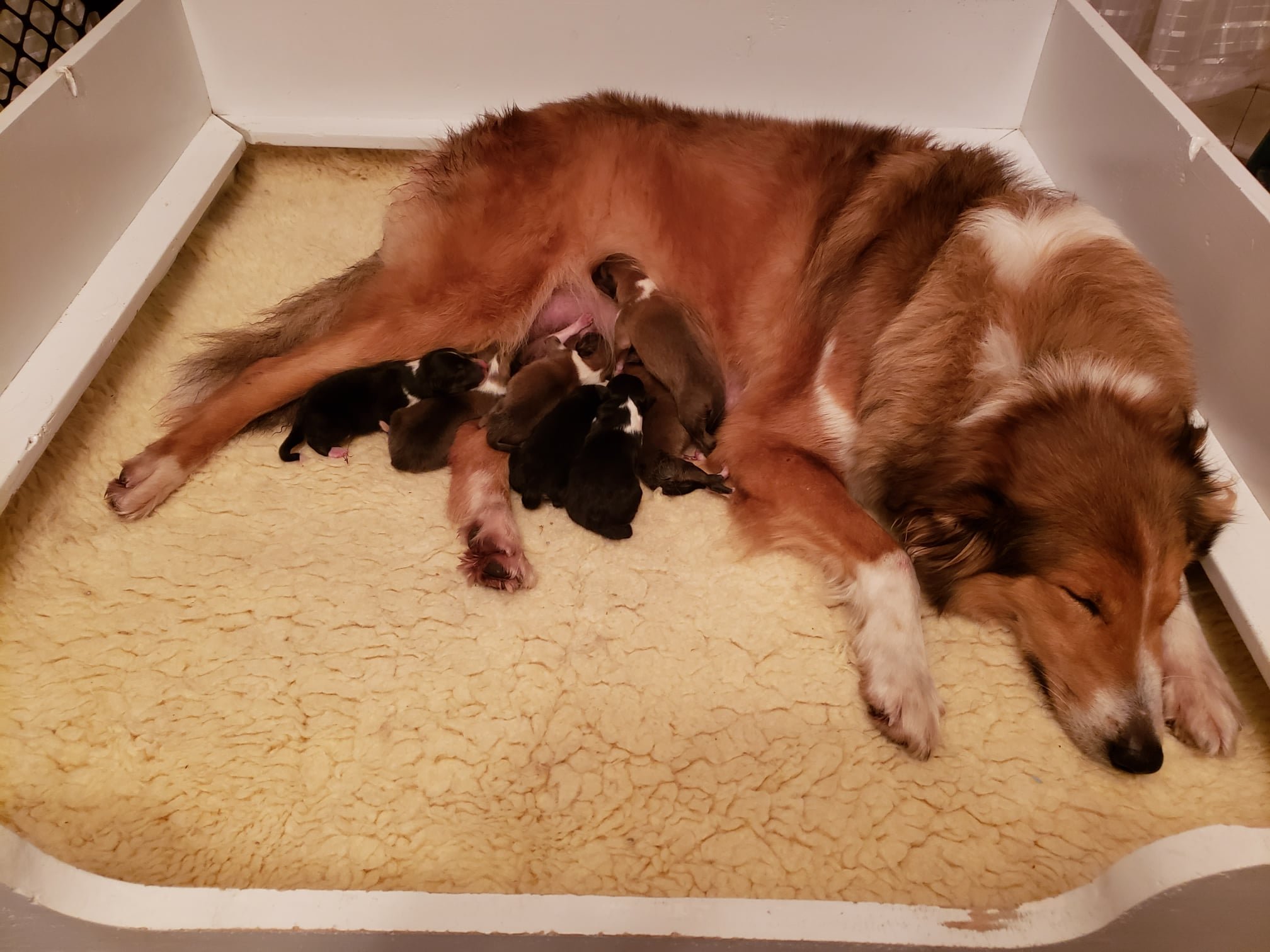 Willow and babies in whelping box.jpg