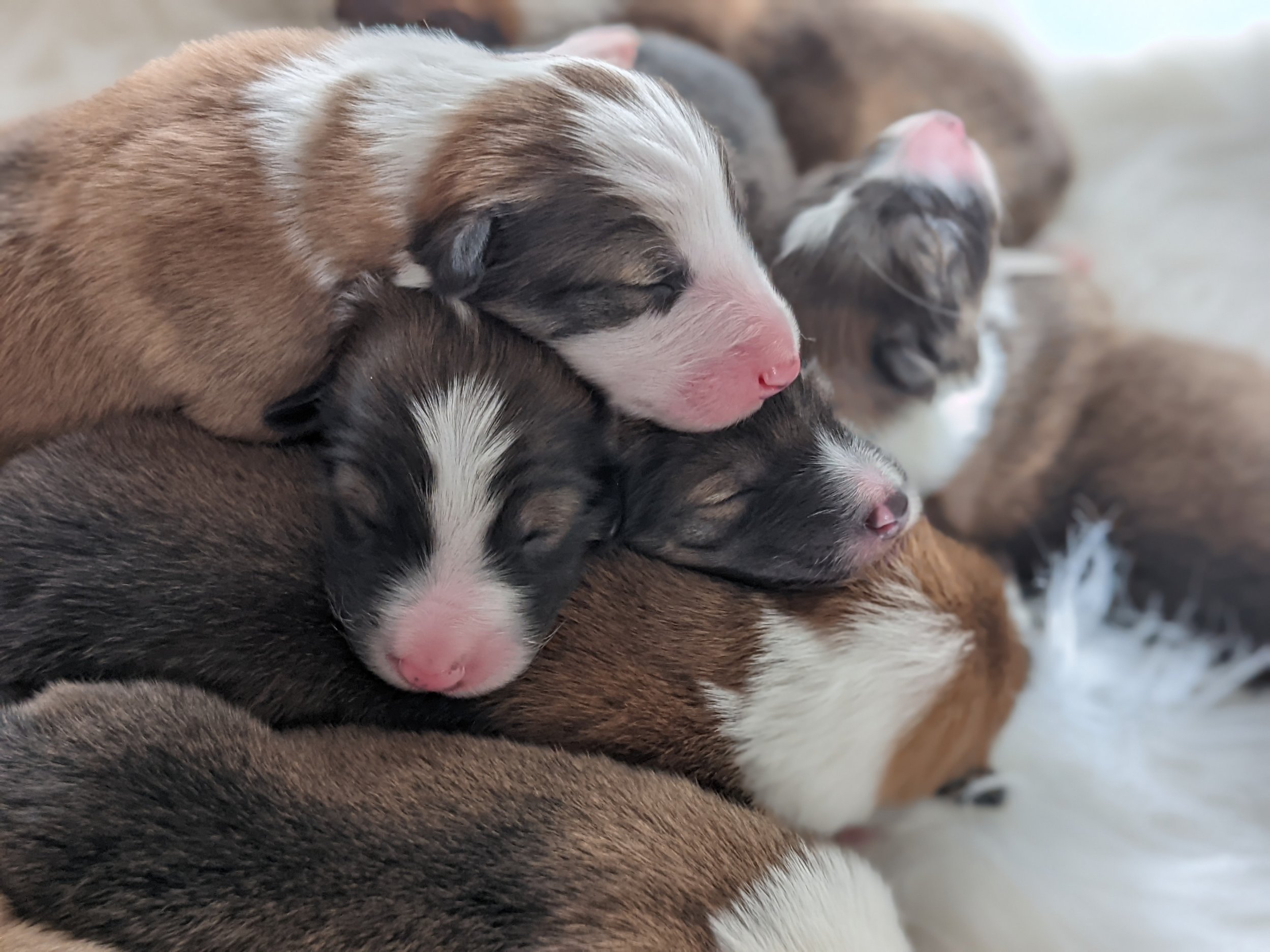 pile of puppies.jpg
