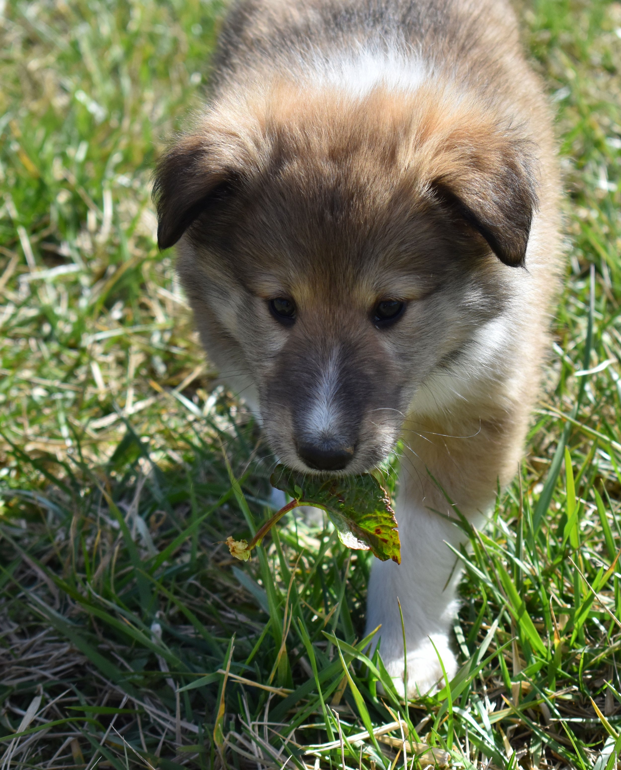 Brenn with leaf.jpg