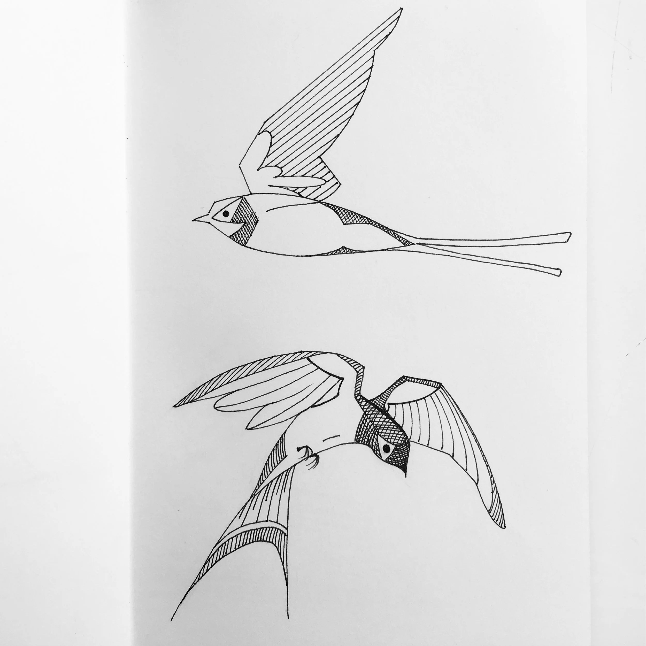 swallow3.JPG