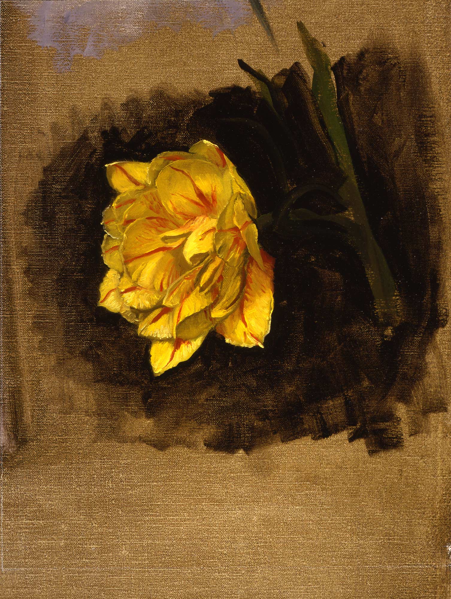 Study of a Double Tulip