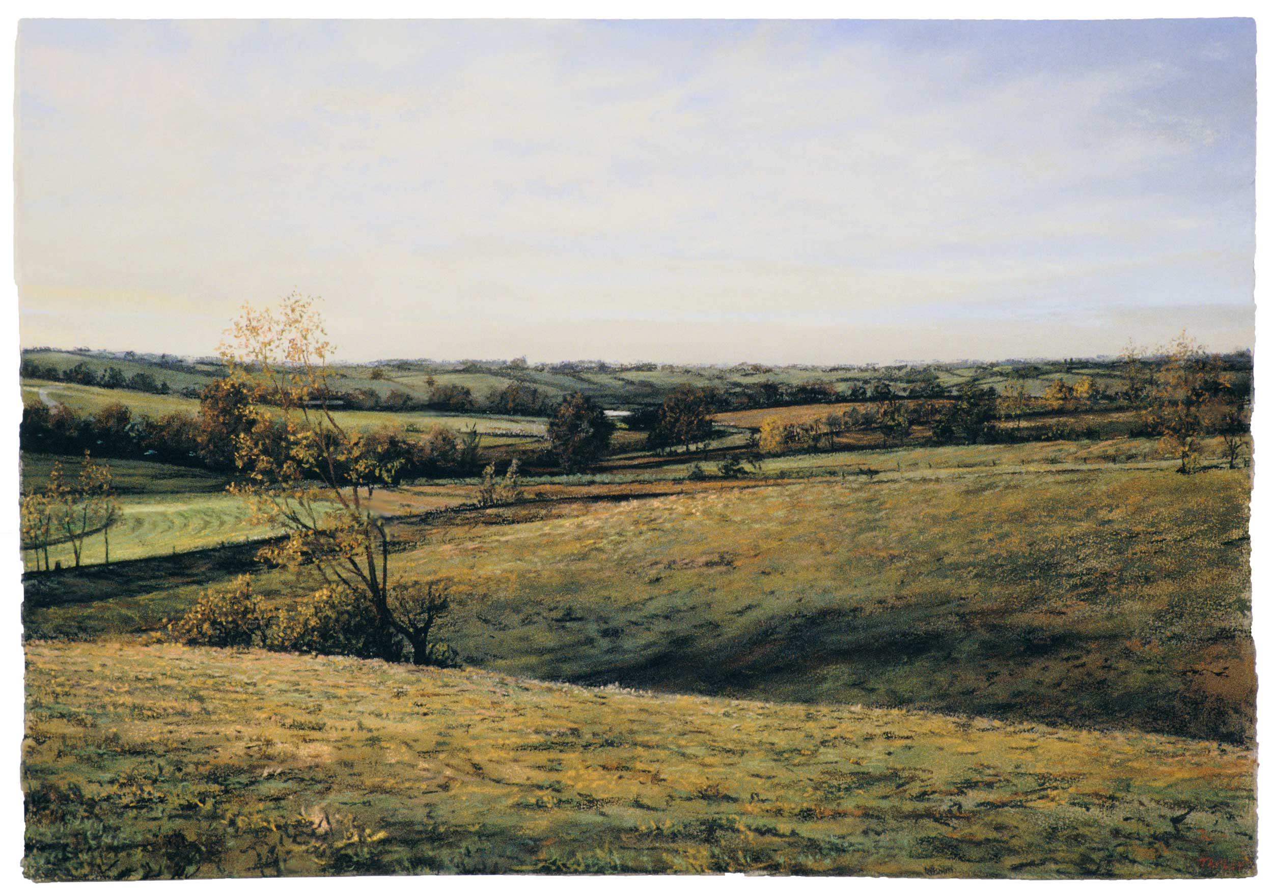 Pasture With A Blasted Tree