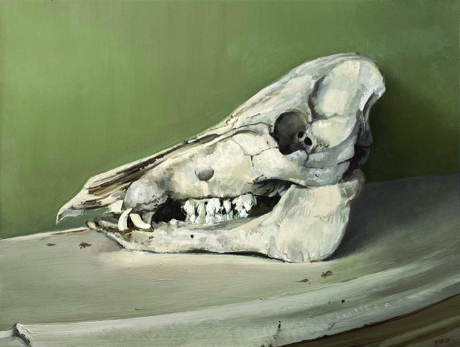 Boar Skull