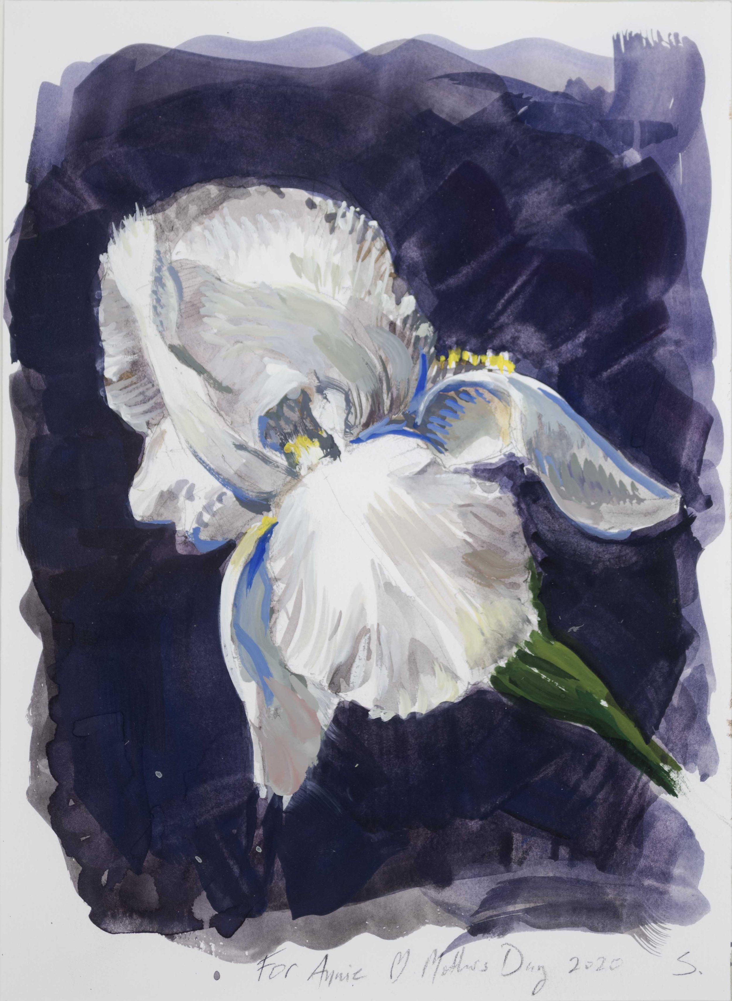 Study of a White Iris