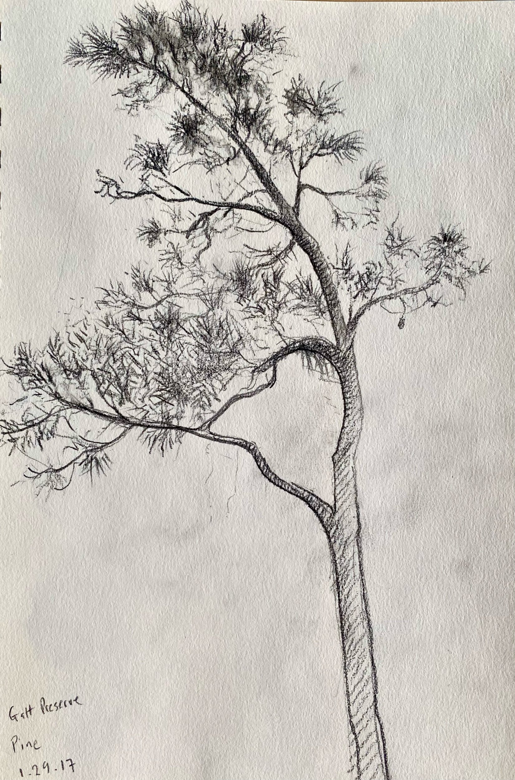 Pine Tree in Galt Preserve, Pine Island, Florida