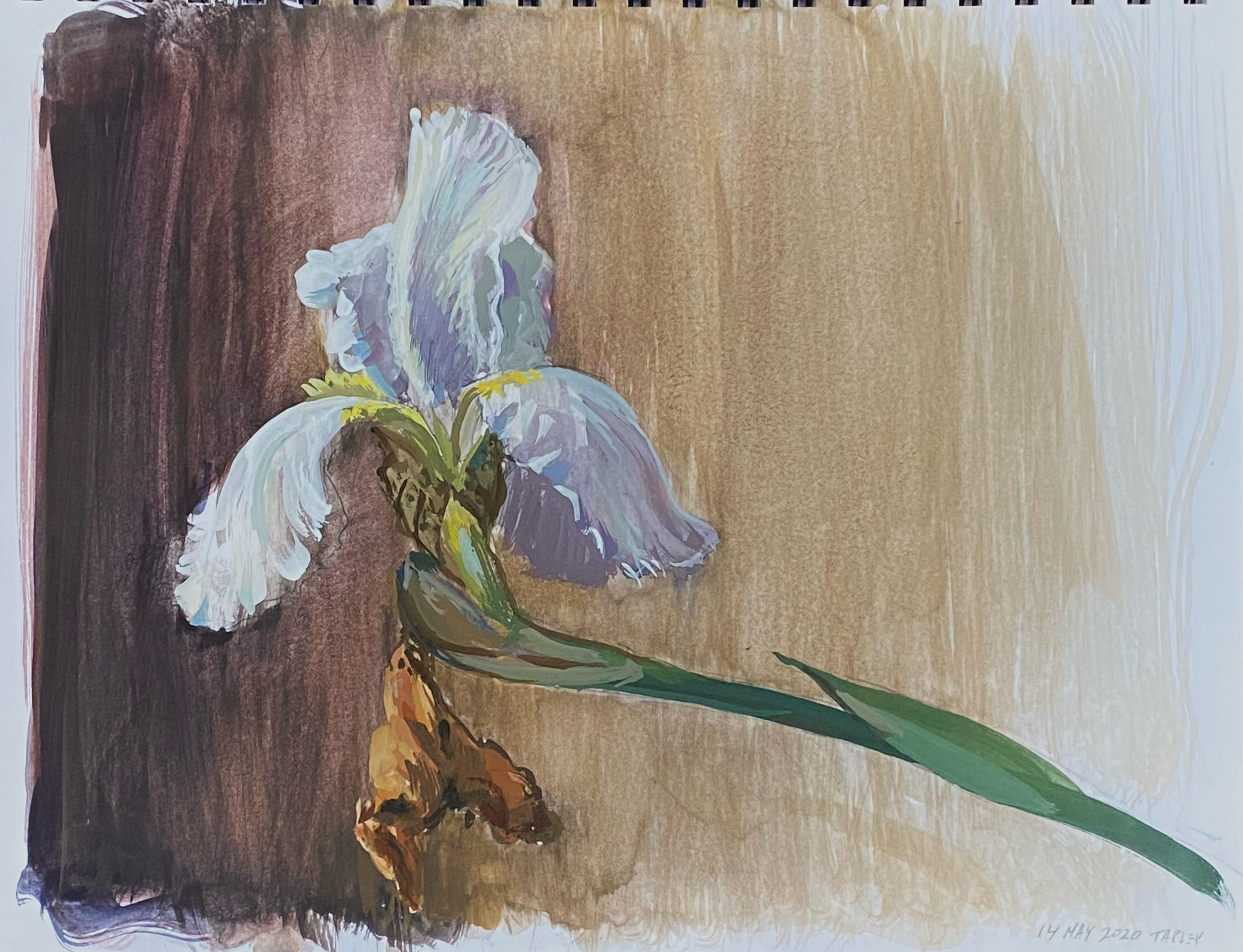 A White Iris Bloom