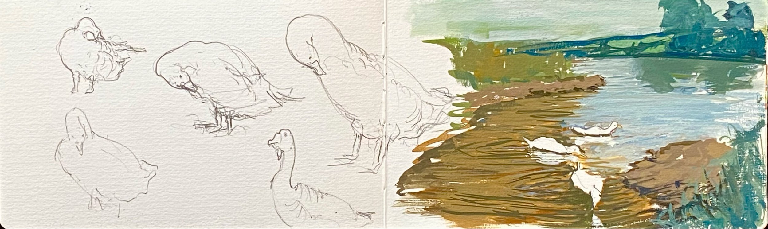 Duck Pond Studies