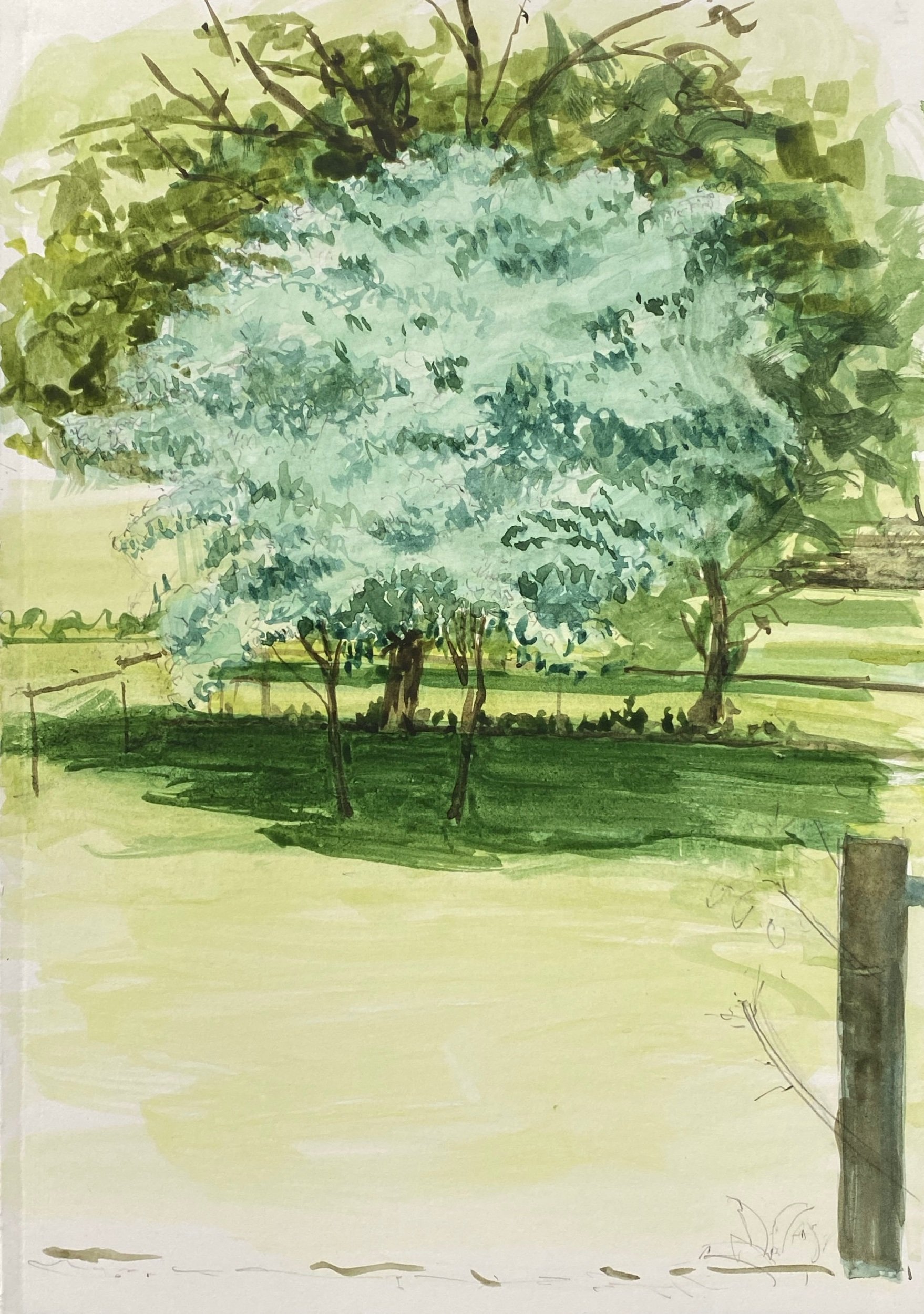 Backyard Tree Study