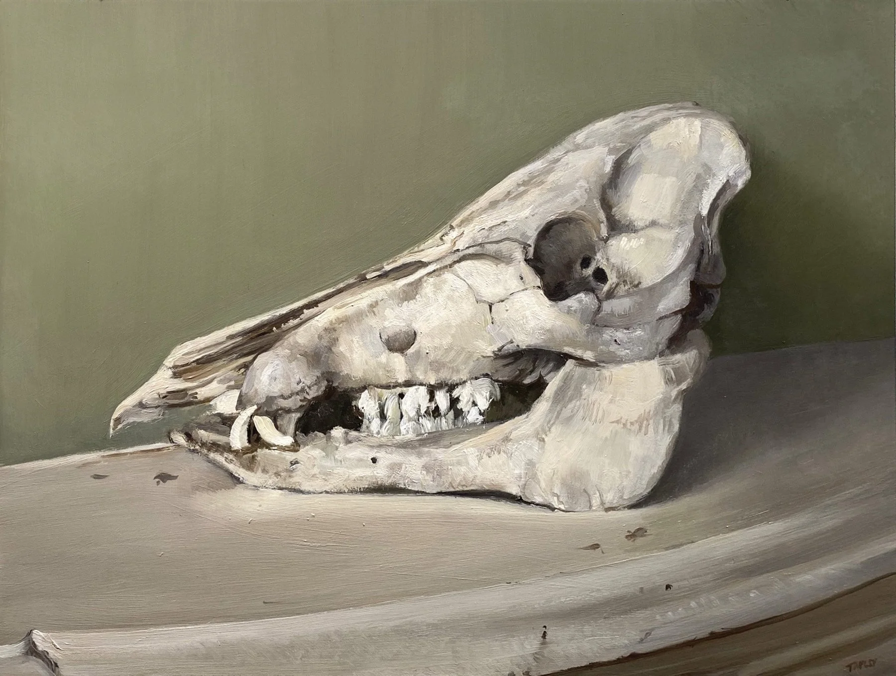 Boar Skull