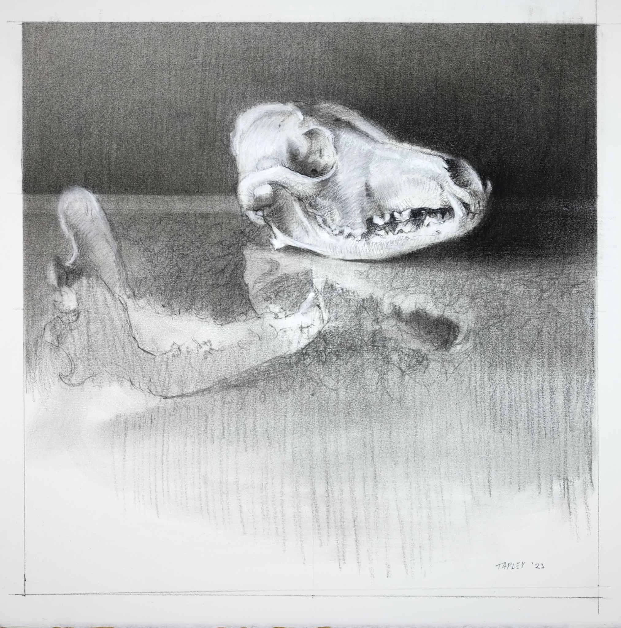 Fox Skull and Jawbone