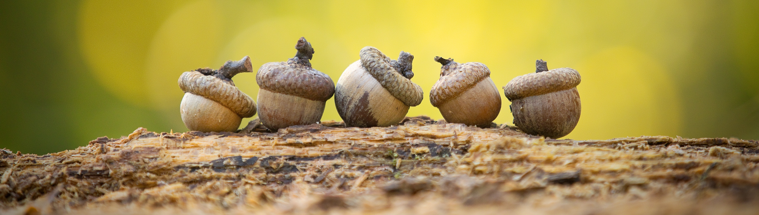 acorns2.png