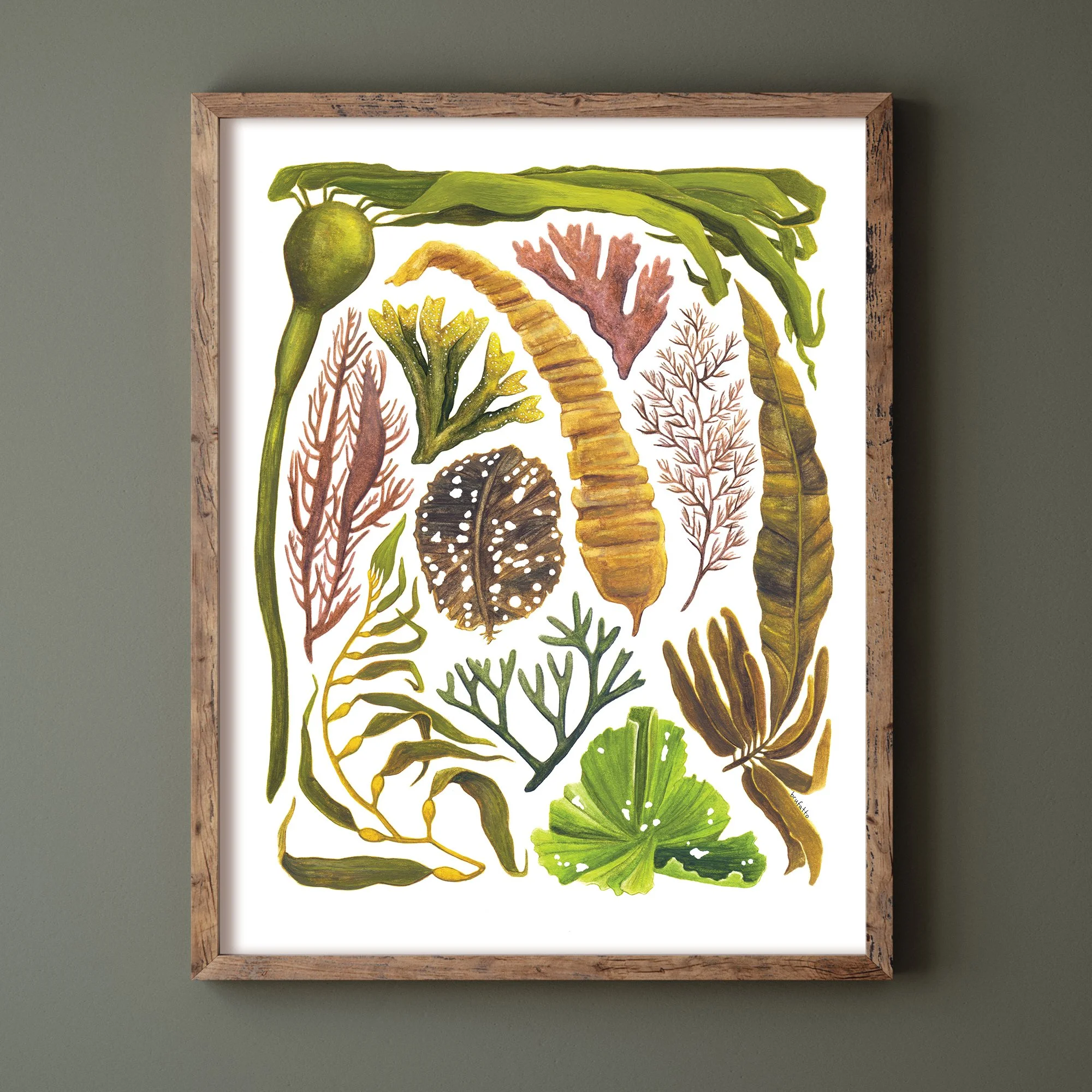 Hello Yellow Canary - Seaweeds of Cascadia Print_5658.jpg