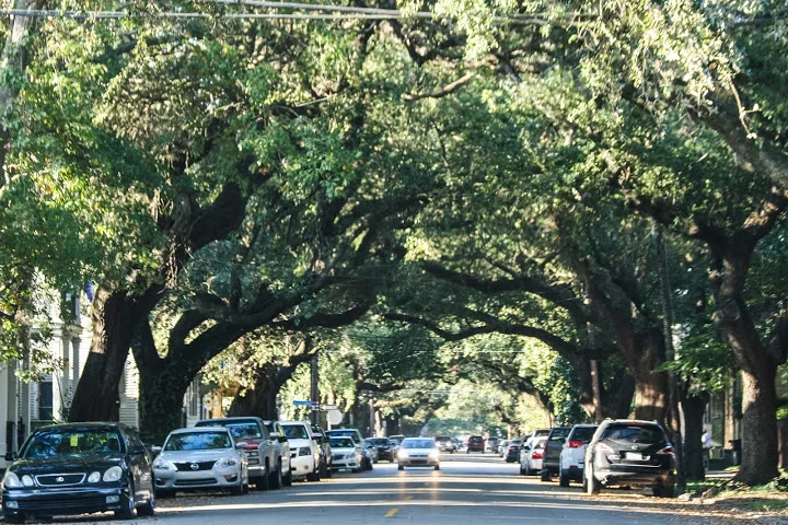 Live Oak Canopy