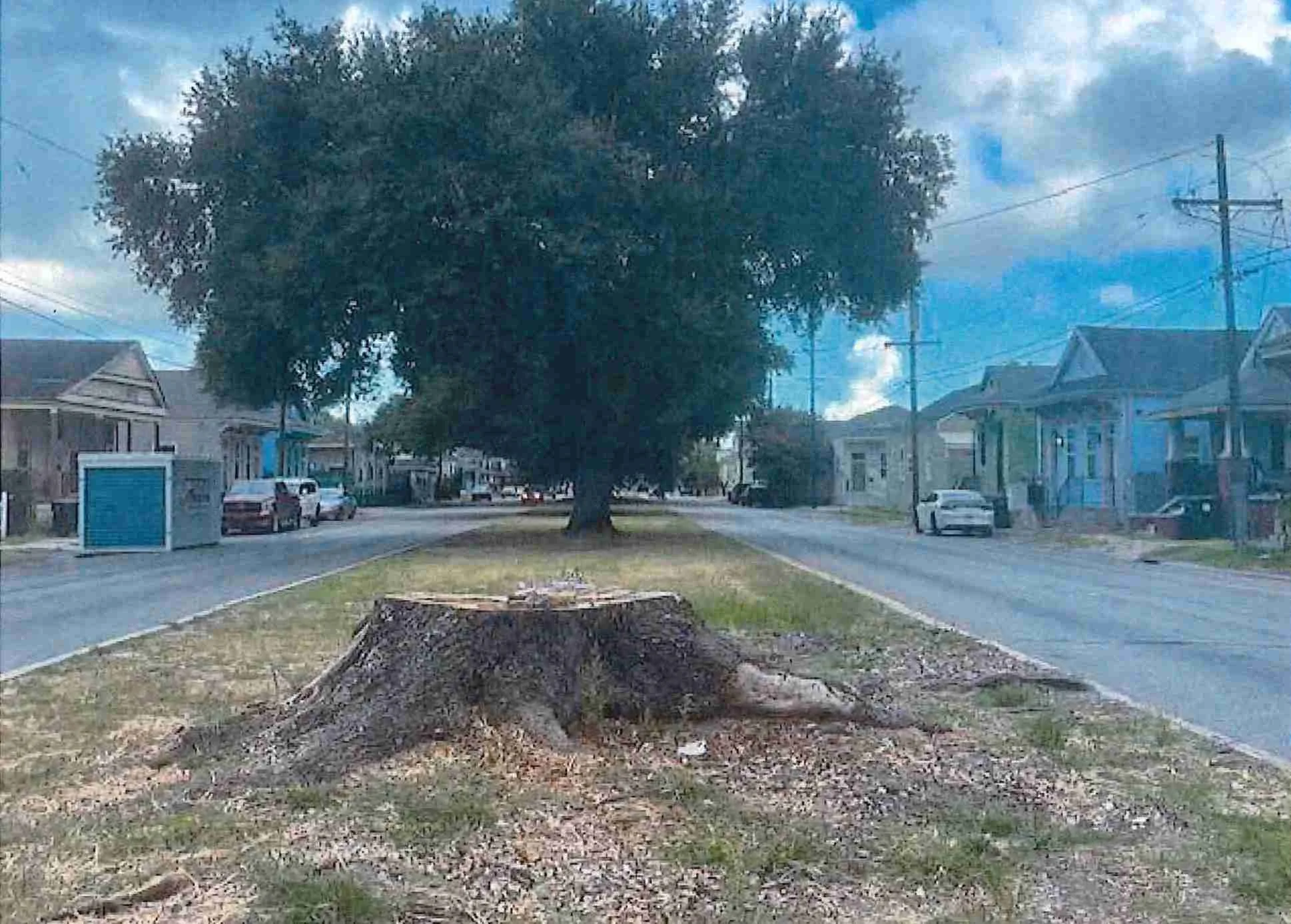 THE NEW ORLEANS’ TREE CANOPY