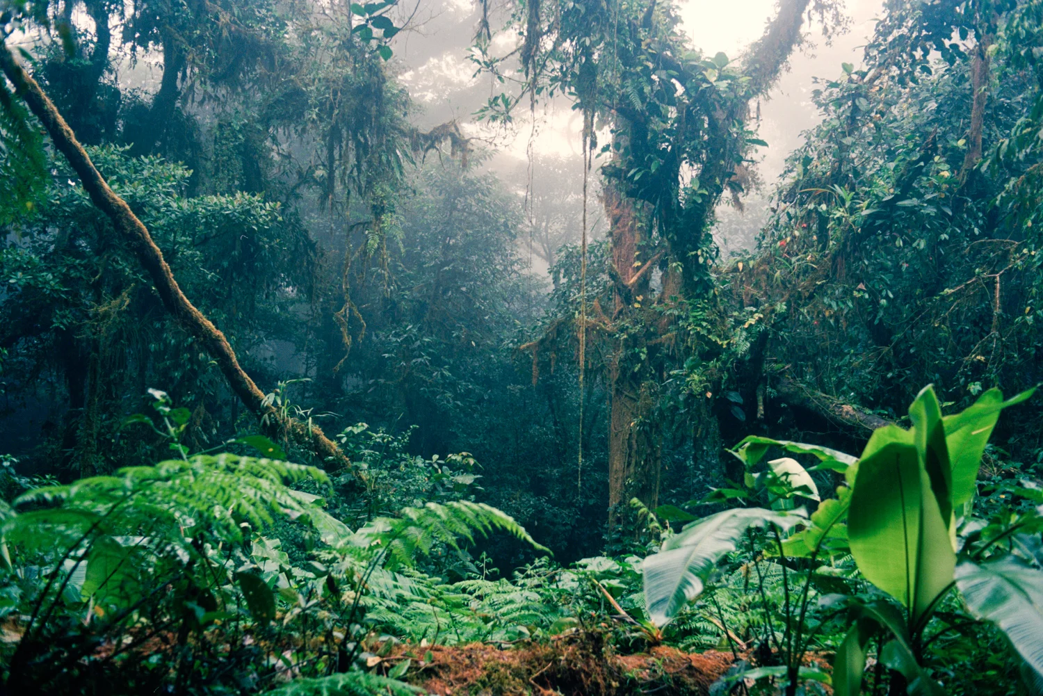 Monte Verde