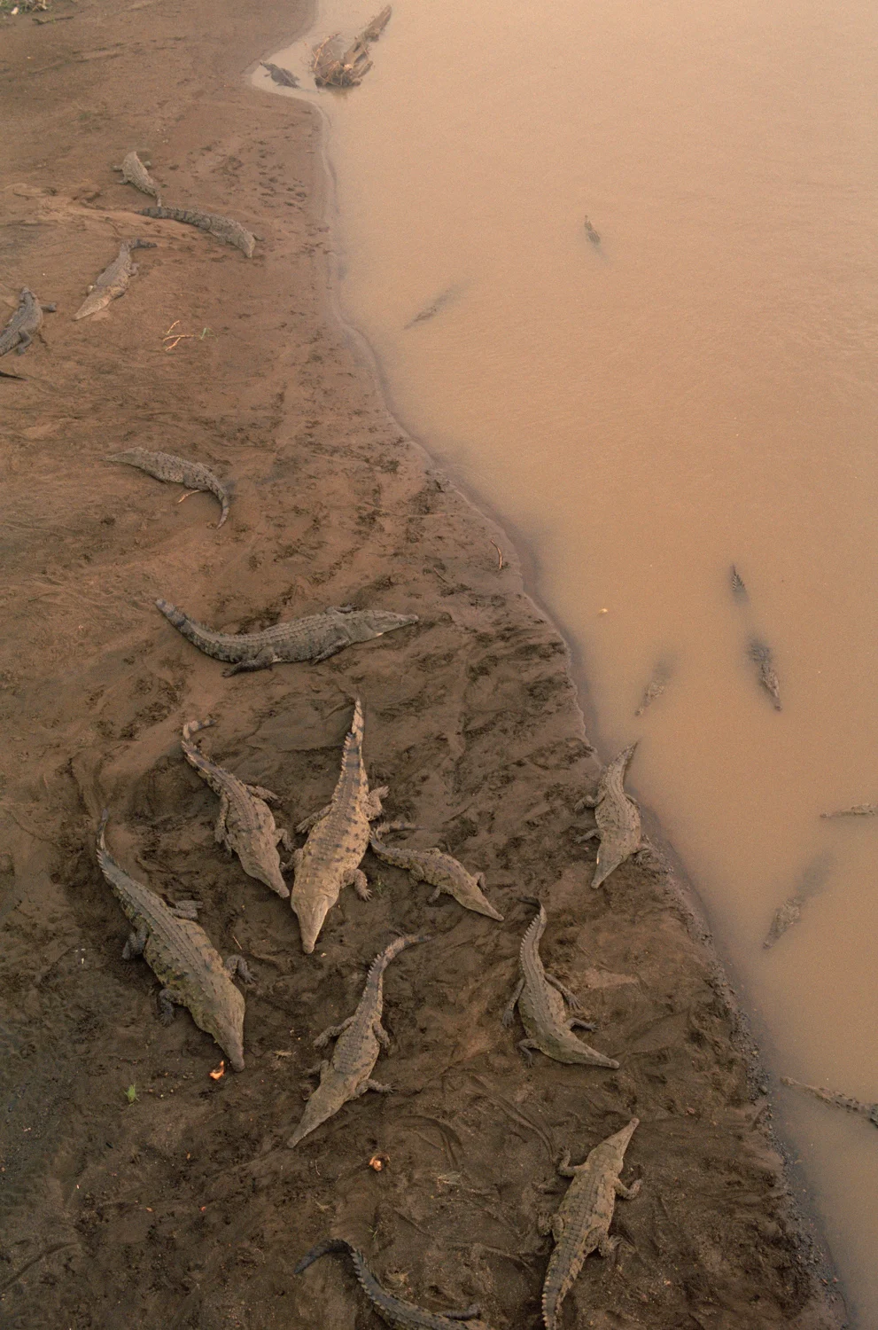Rio Tarcoles
