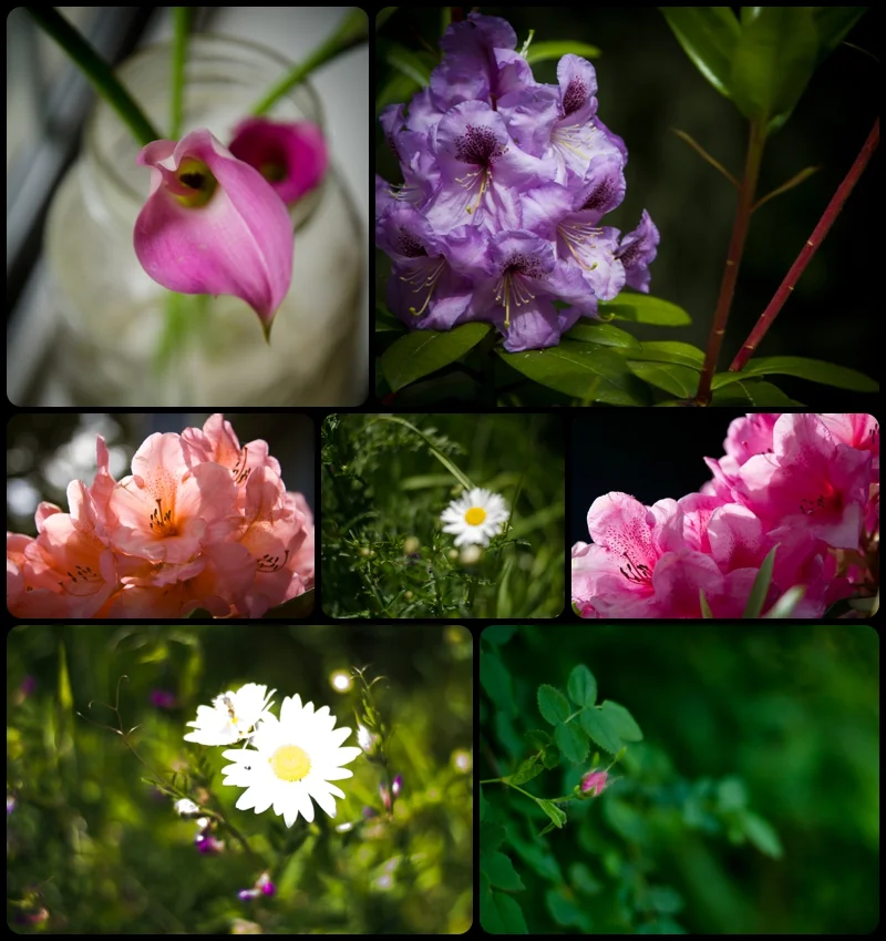 flower-11.jpg