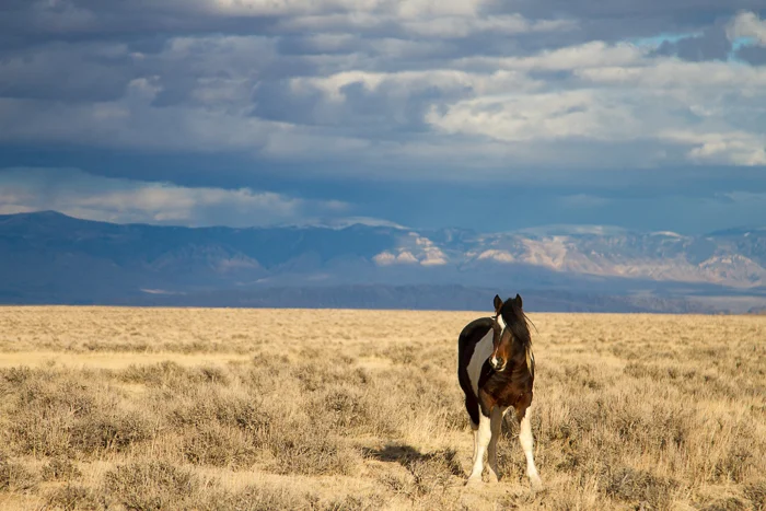 Wild-Horses-6.jpg