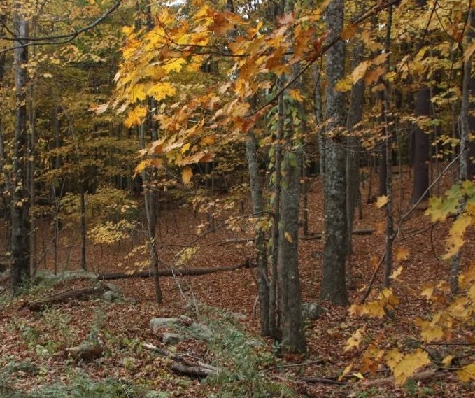 Protected Property Spotlight: Sandy Valley Road "Hunnewell"