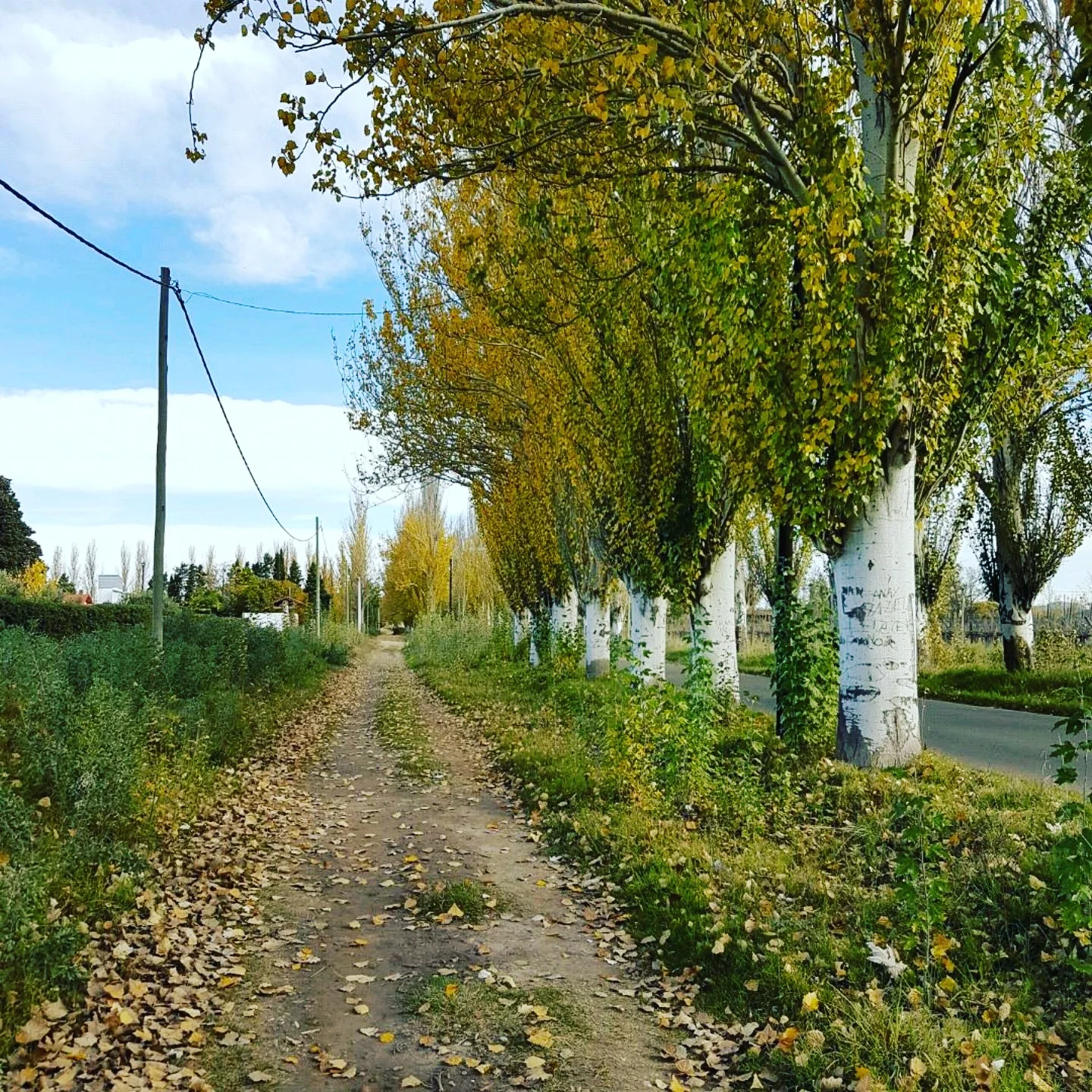 My town, San Rafael (Mendoza, Argentina)