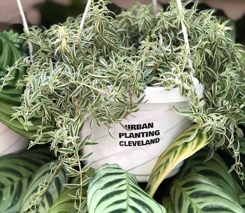@urbanplantingcleveland