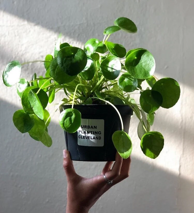 Pilea peperomioides aka the Chinese Money Tree: just one of the unique plant species you’ll find at Urban Planting Cleveland