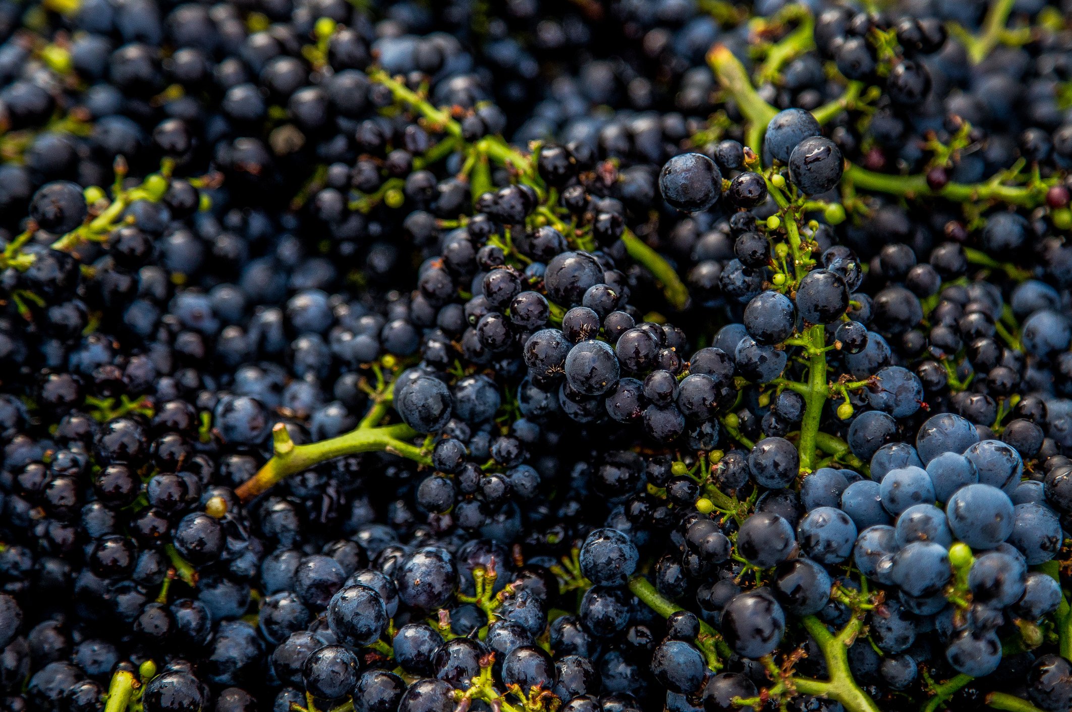 Close-up-of-Freshly-Harvested-Pinot-Noir-Grapes-611866020_2129x1413.jpeg
