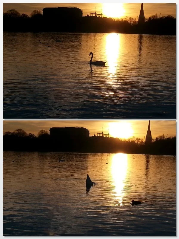 swan-butt.jpg