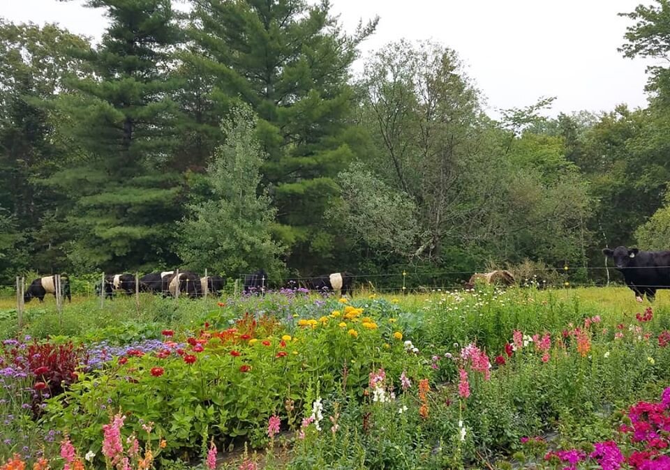 flowers and cows.jpg