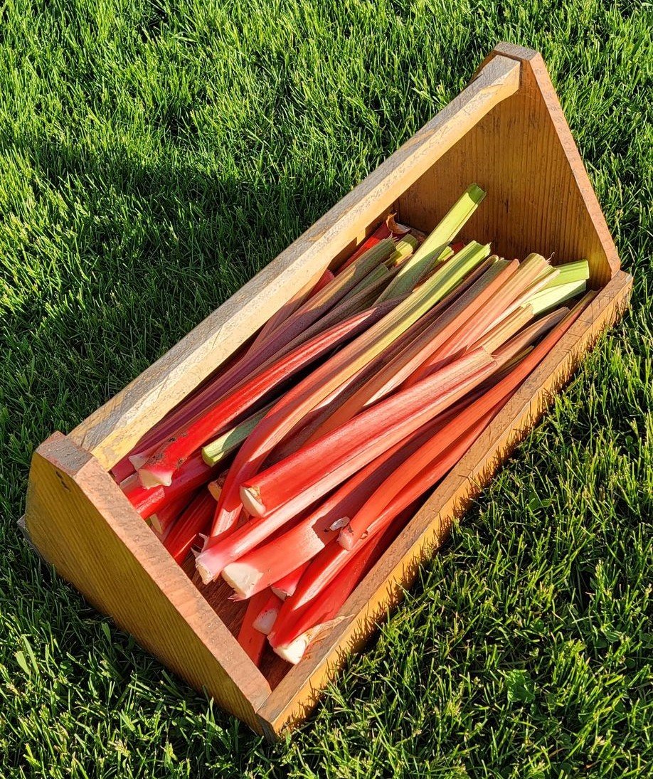 Rhubarb 1.jpg