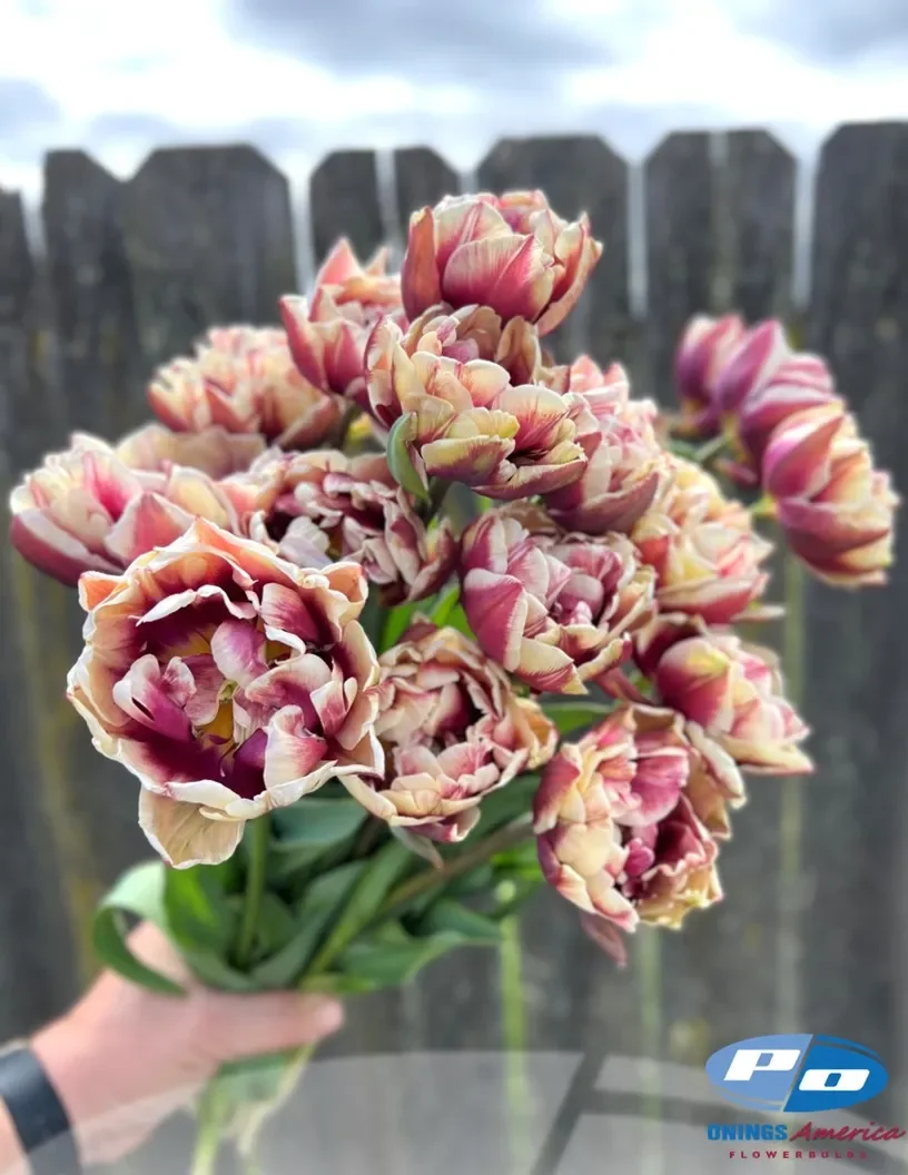 tulip-wyndham-24-1.webp
