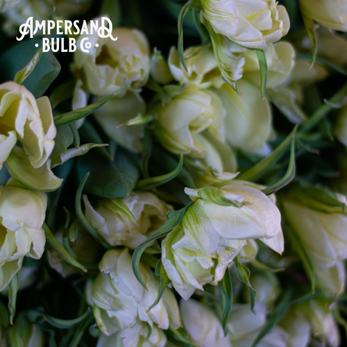 White+Valley+Tulip.png