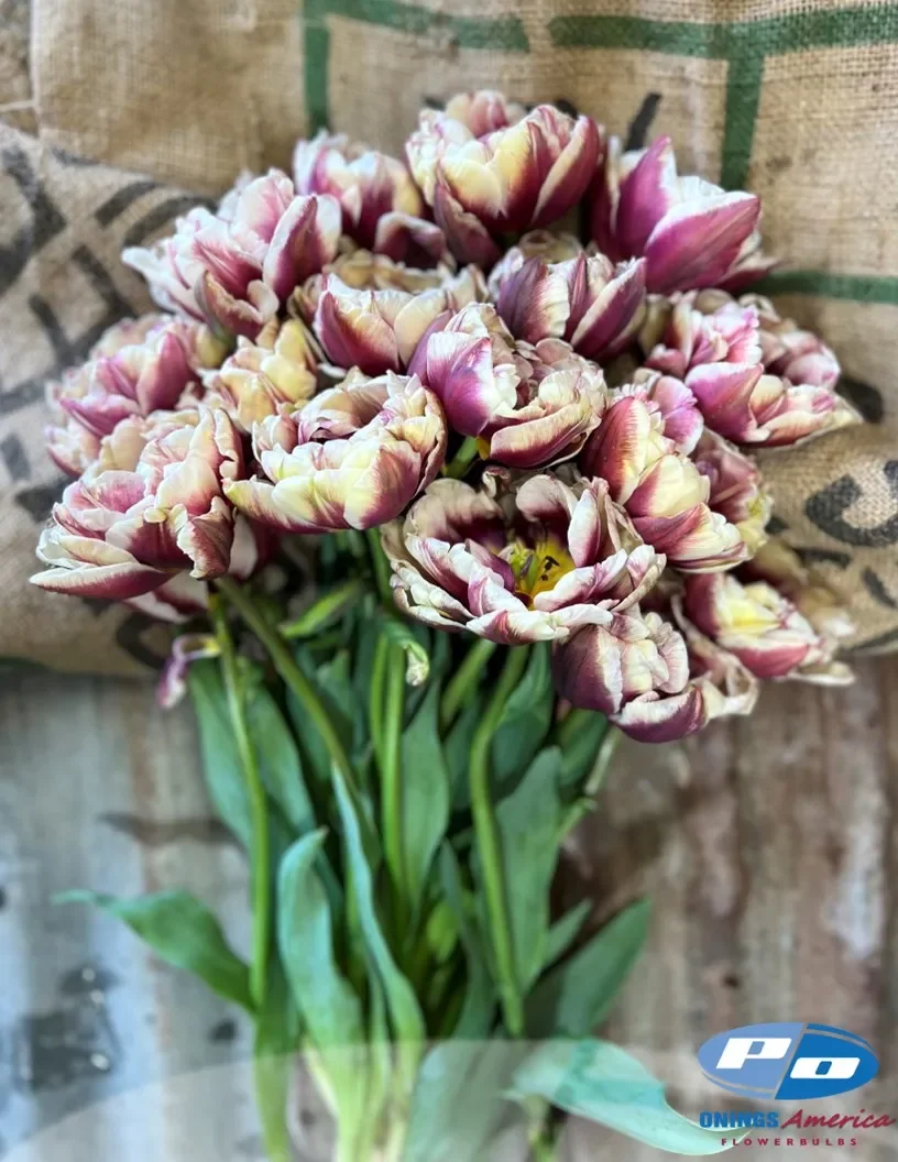 tulip-wynbdhammds-.webp