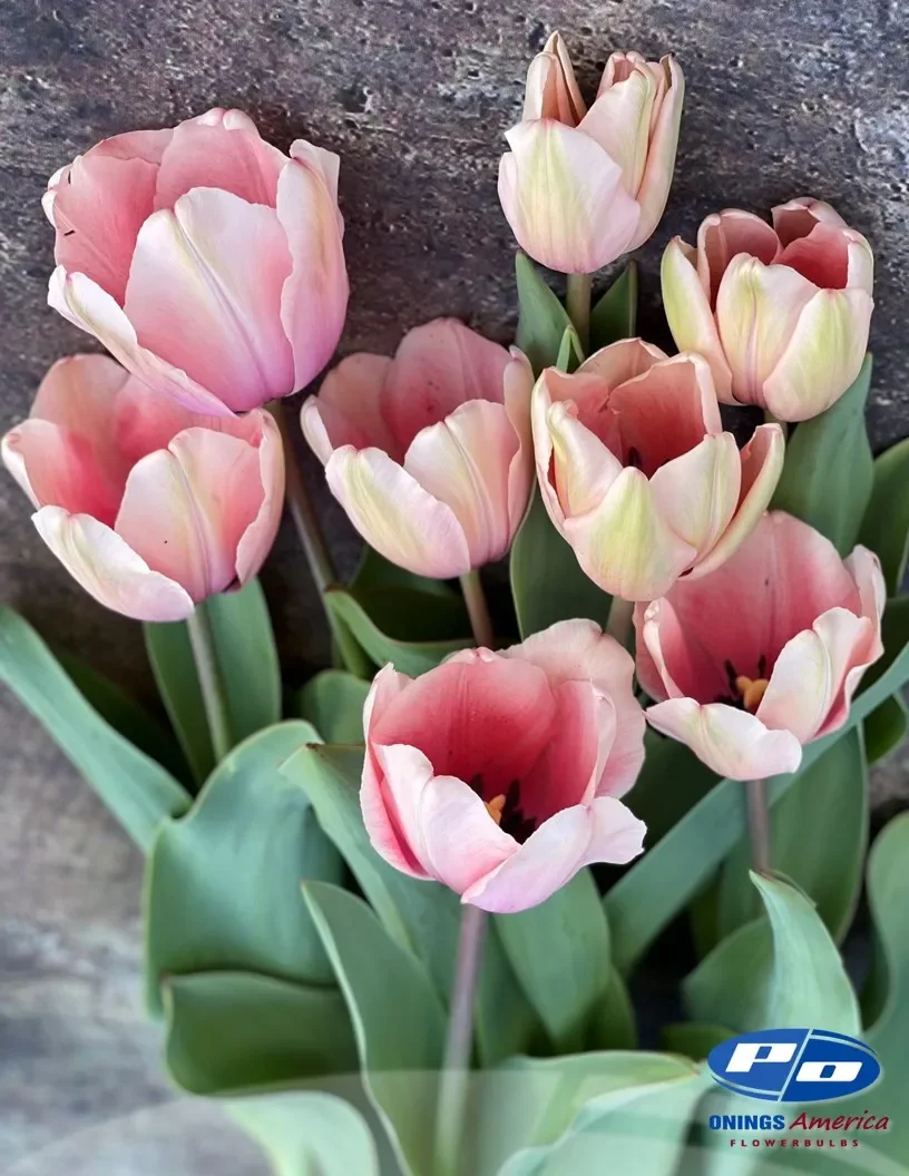 tulip-salm-impression.webp