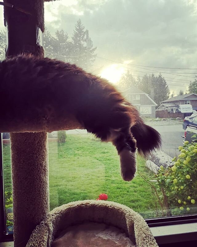 Lazy spring nights 
#catnamedowl #catsofinstagram  #shessofluffy #shesabitofahag #weloveher #naturalightphotographer #vancouverisland #catsrule #sunsetlight