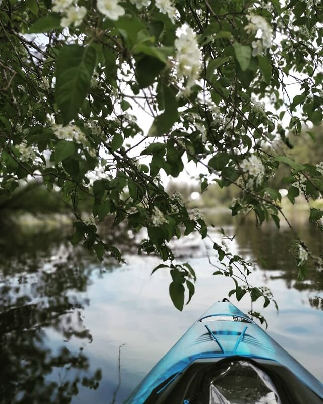 #lovewherewelive #kayaking #kayakvancouverisland #pretty #kayaklove #kayakingadventures #kayaklife