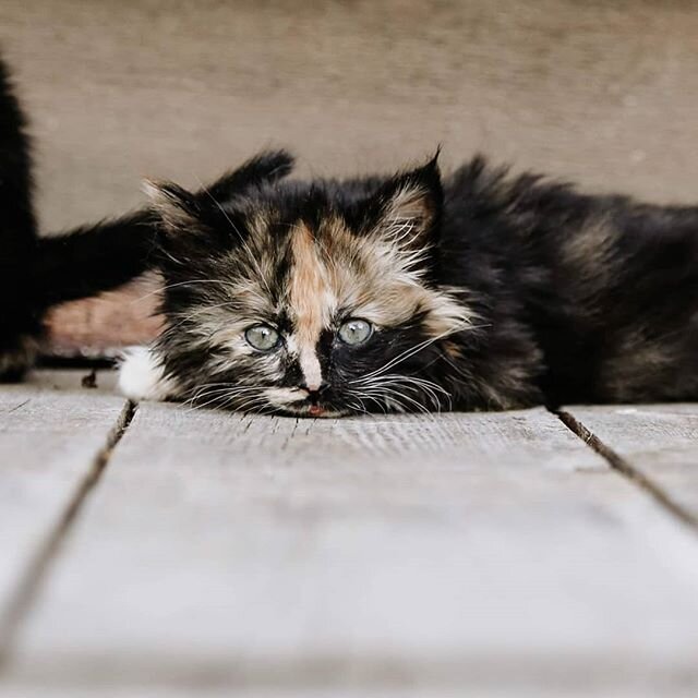 Can't wait for this little being &hearts;️😍 ...poor owl won't be happy off the bat lol 
#catsofinstagram #catnamedstorm #catsrule #shessofluffy #thoseeyes